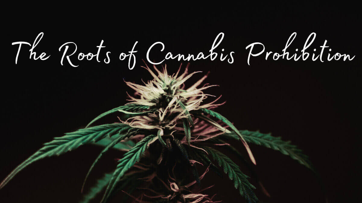 The Roots of Cannabis Prohibition, featuring a cannabis plant, only available at Potency No. 710.