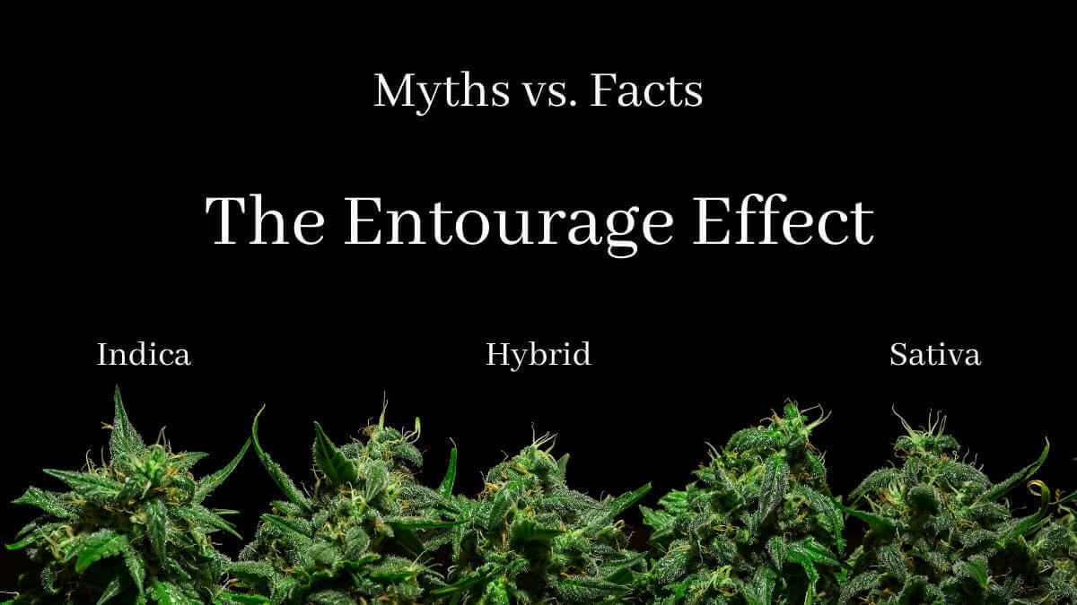 The Entourage Effect explained with Indica, Hybrid, Sativa cannabis strains, only at Potency No. 710.
